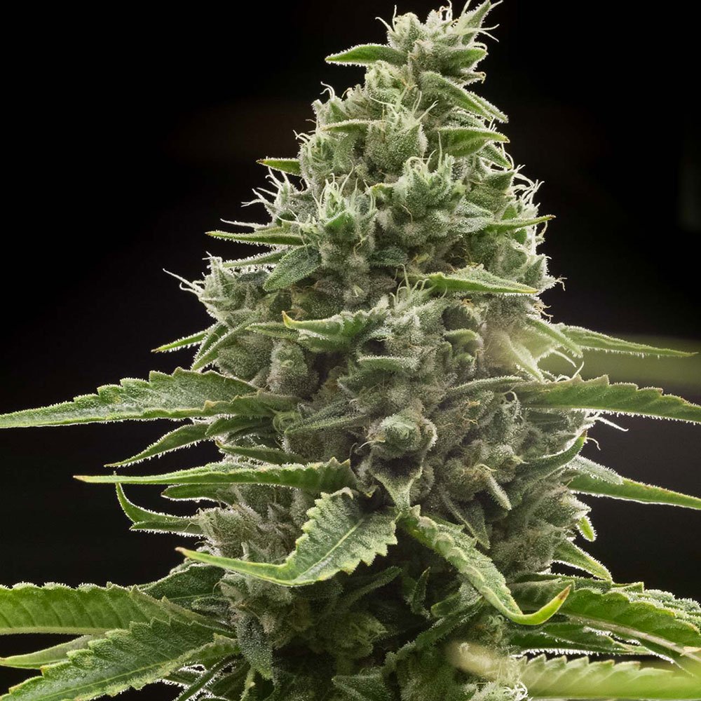 Red Headed Stranger Feminized
