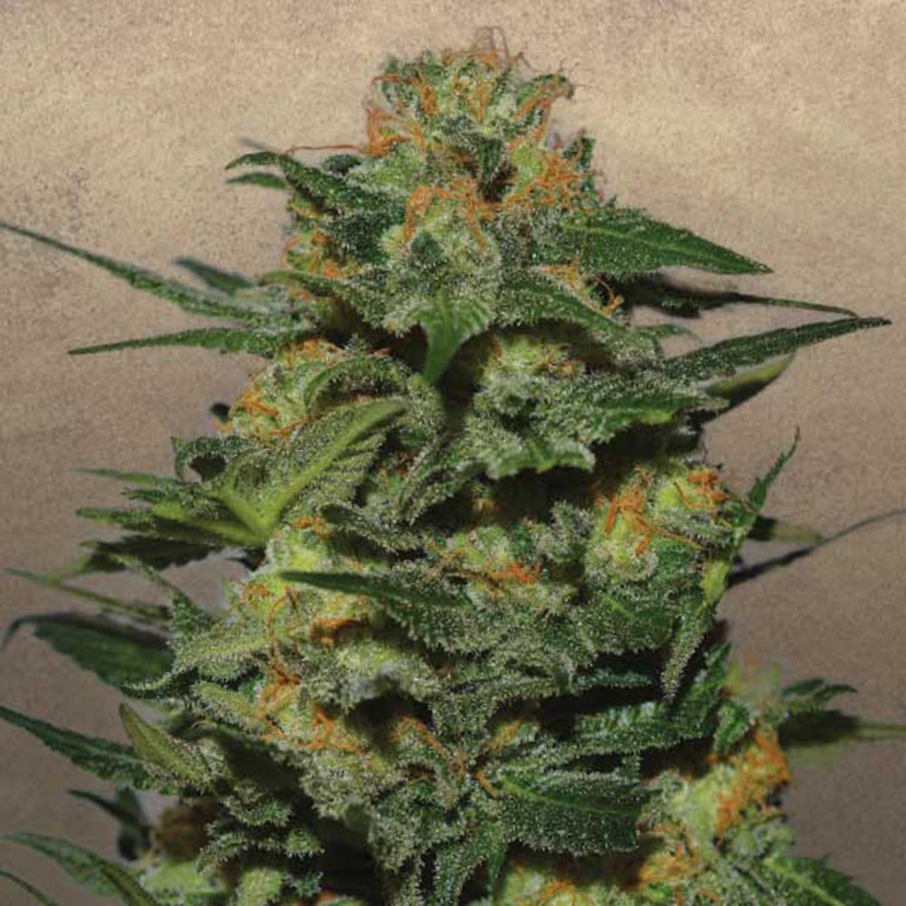 Strawberry Cough Feminized