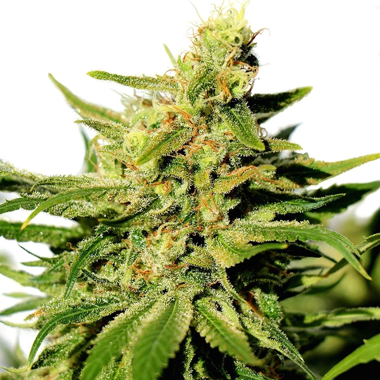 Cannatonic Feminized