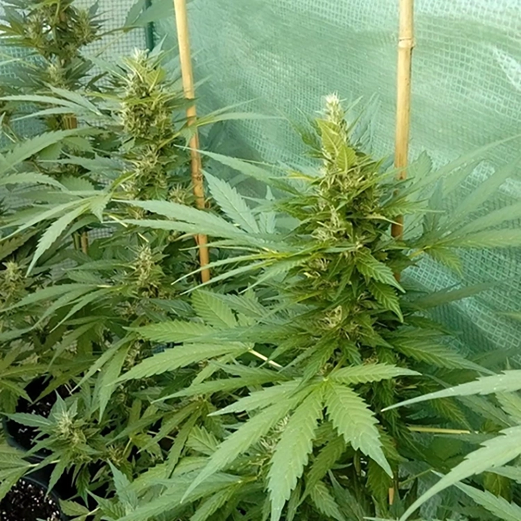 Acapulco Gold Feminized