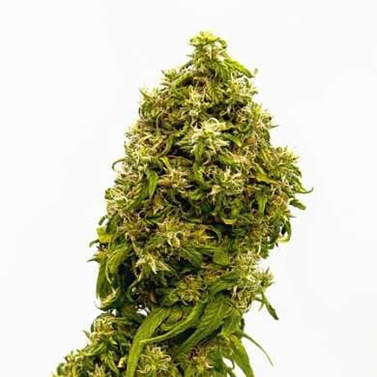 AK-47 Feminized