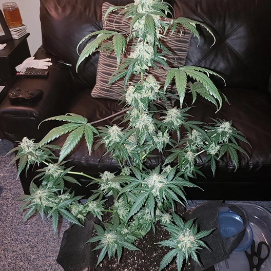 Afghani Feminized