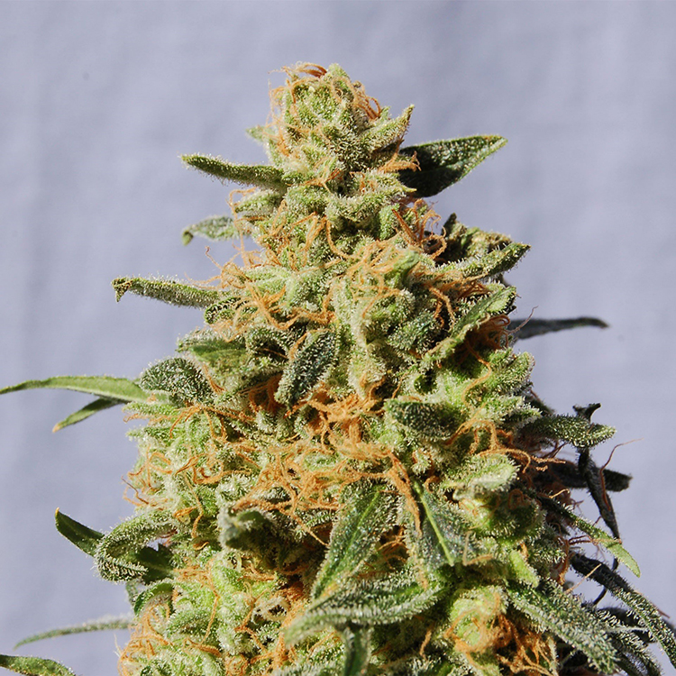 Afgoo Feminized