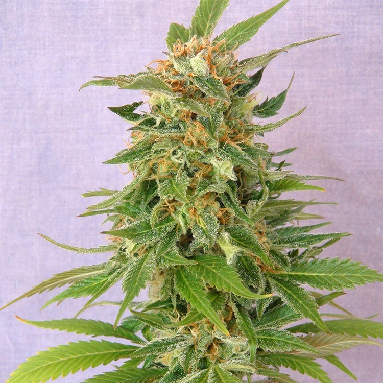 Alaskan Thunder Fuck Feminized