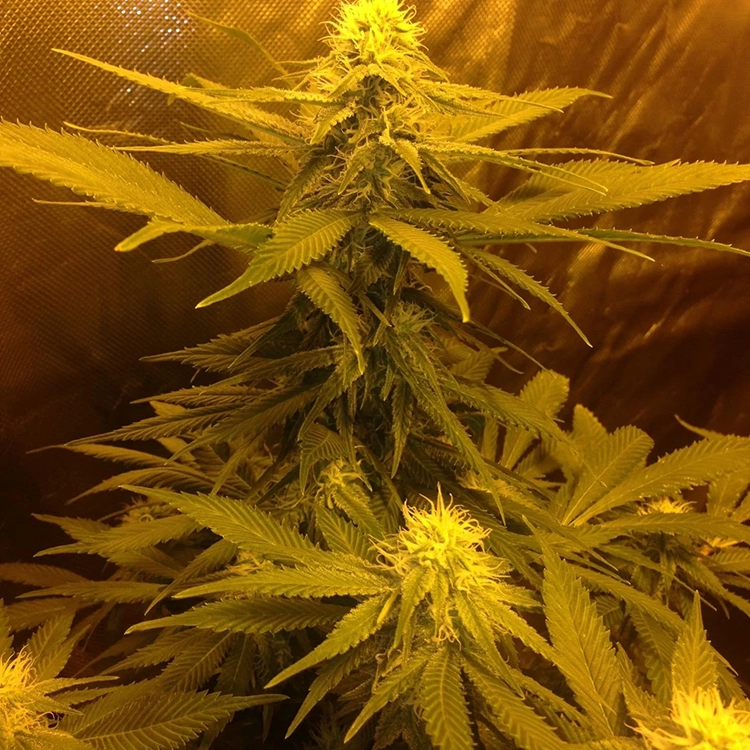 Allen Wrench Feminized