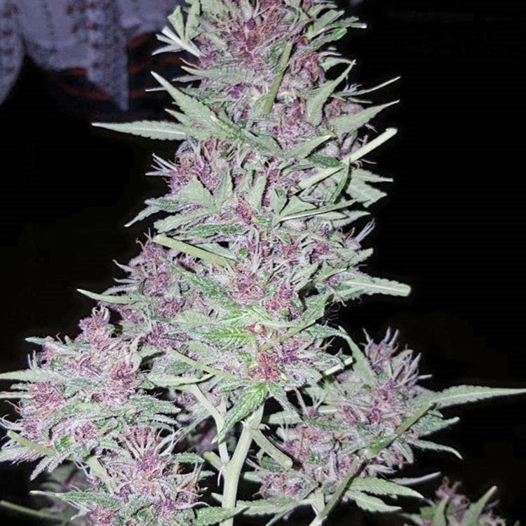 Amnesia Feminized