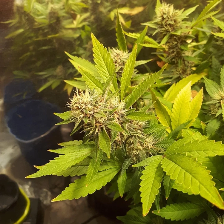 Banana Kush Auto