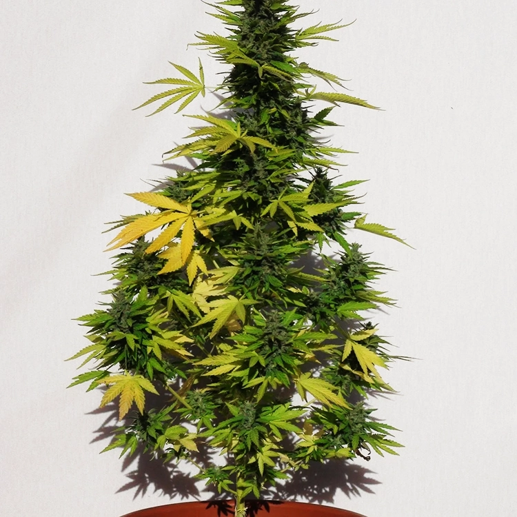 Banana OG Feminized