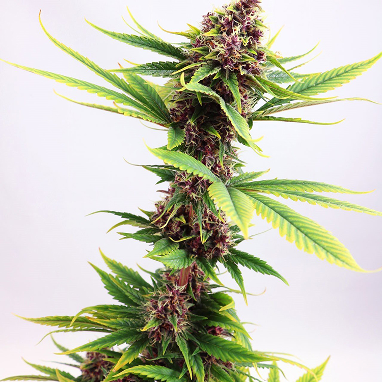 Blue Amnesia Auto