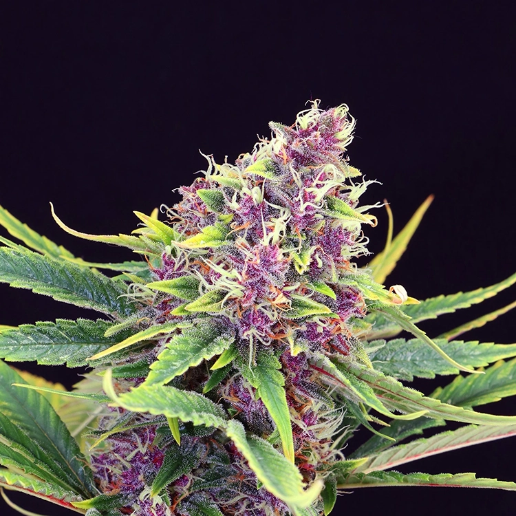 Blue Mango Auto