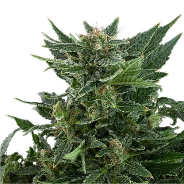 Chernobyl Feminized
