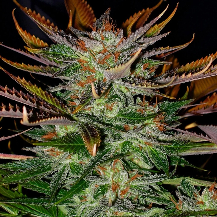 Cherry Pie Feminized