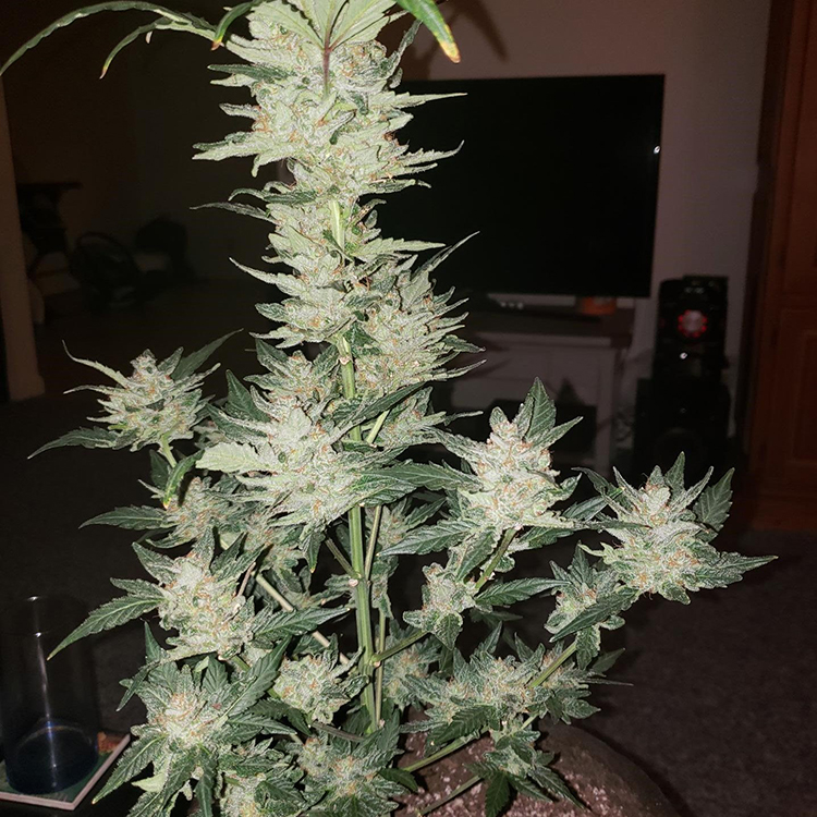 Cinex Feminized