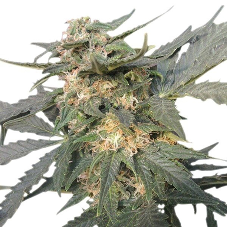 Critical Mass Auto