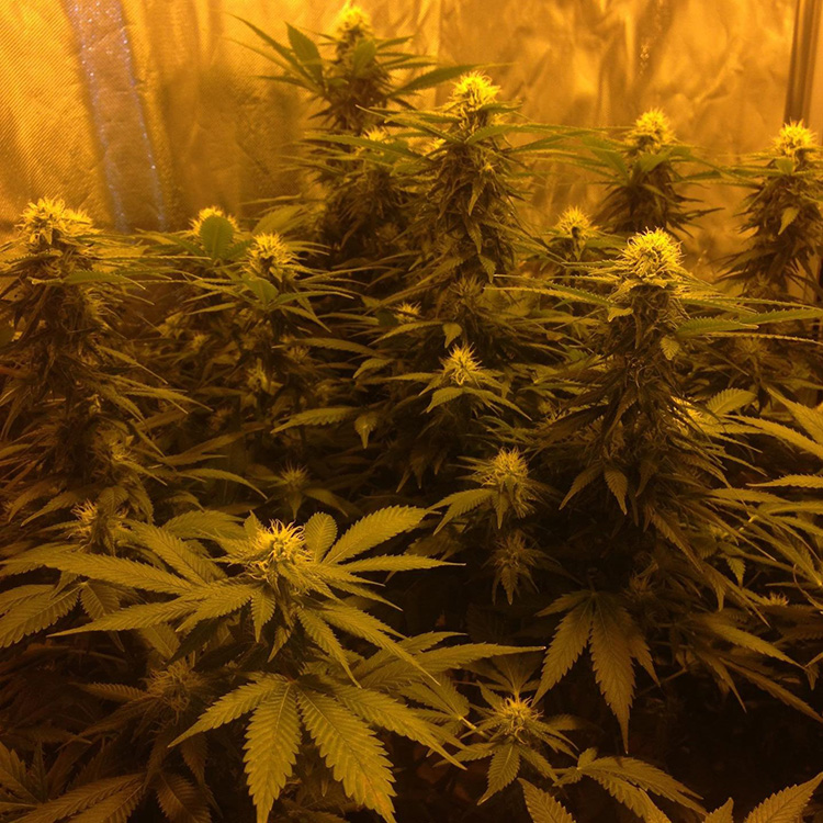 Dirty Girl Feminized