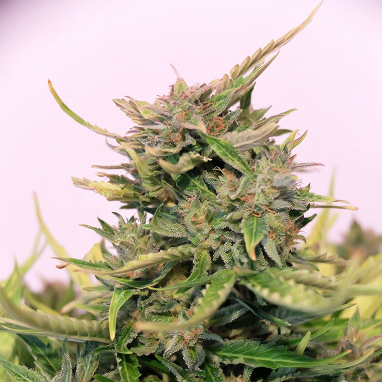 Double Dream Feminized
