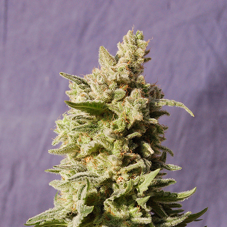 Dutch Treat Feminized