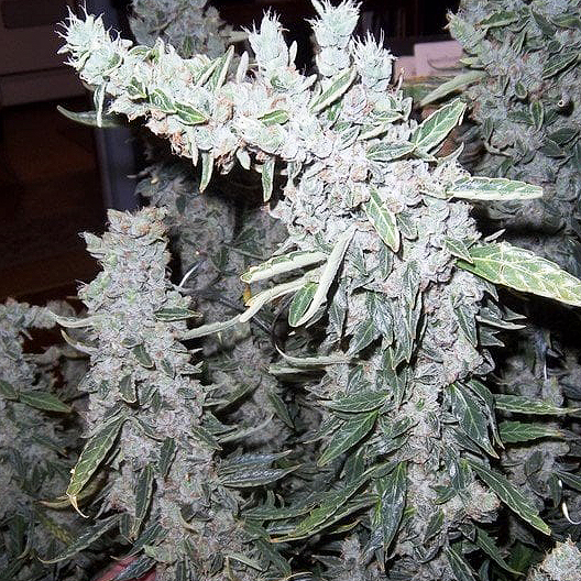 G13 Feminized