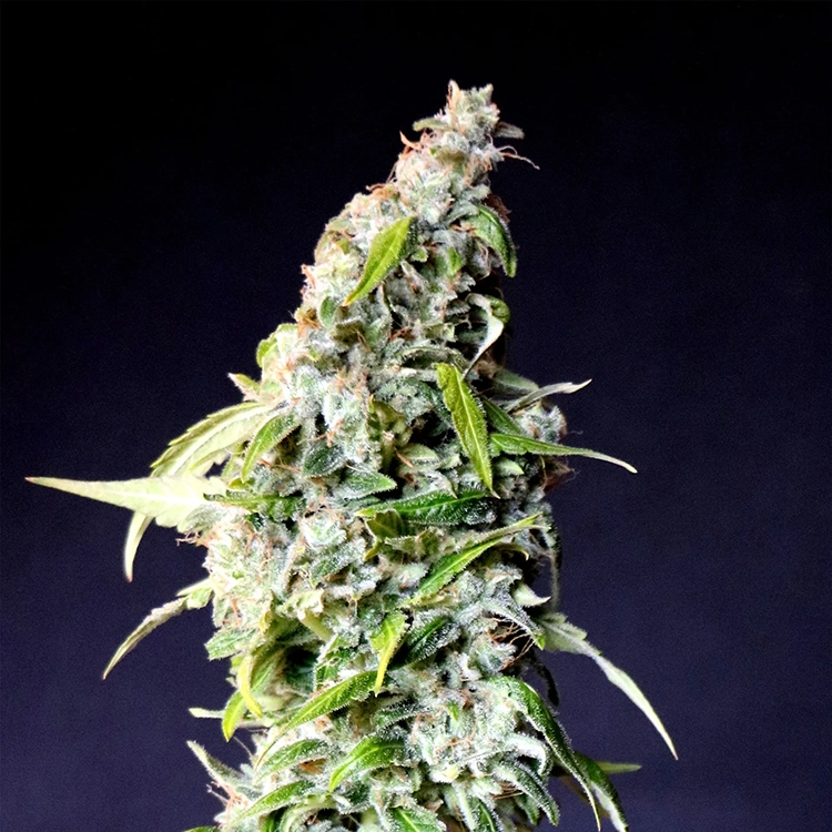 Gelato Feminized