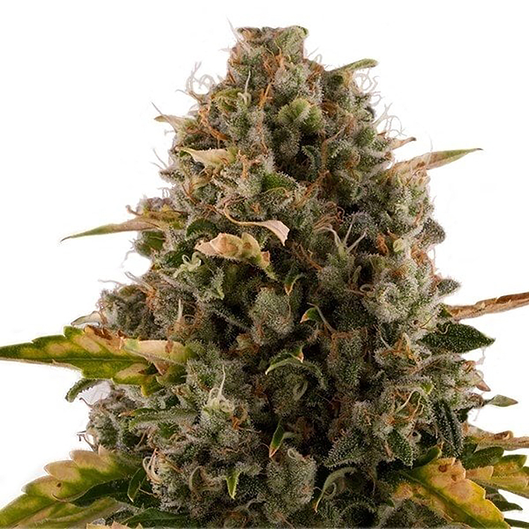 Granddaddy Purple Feminized
