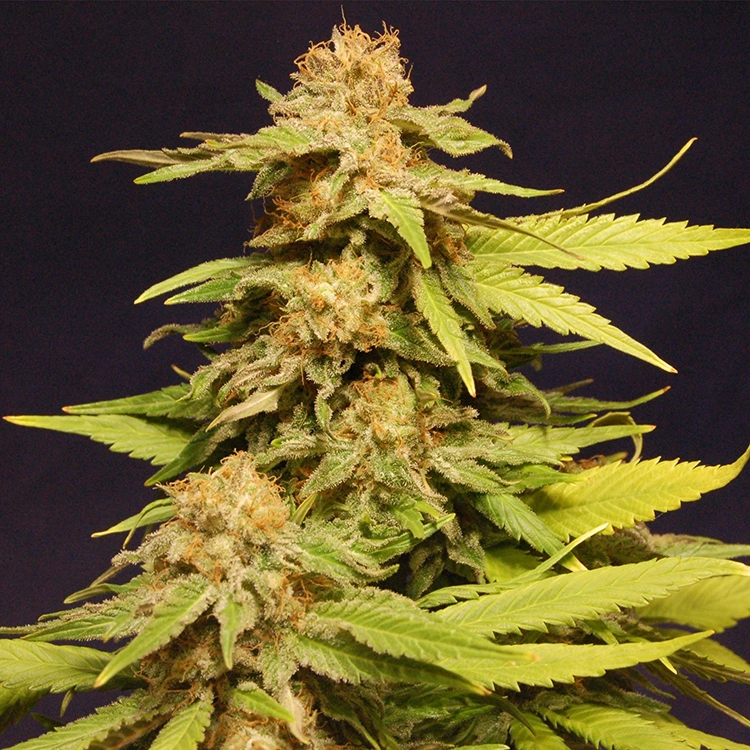 Grape Ape Feminized