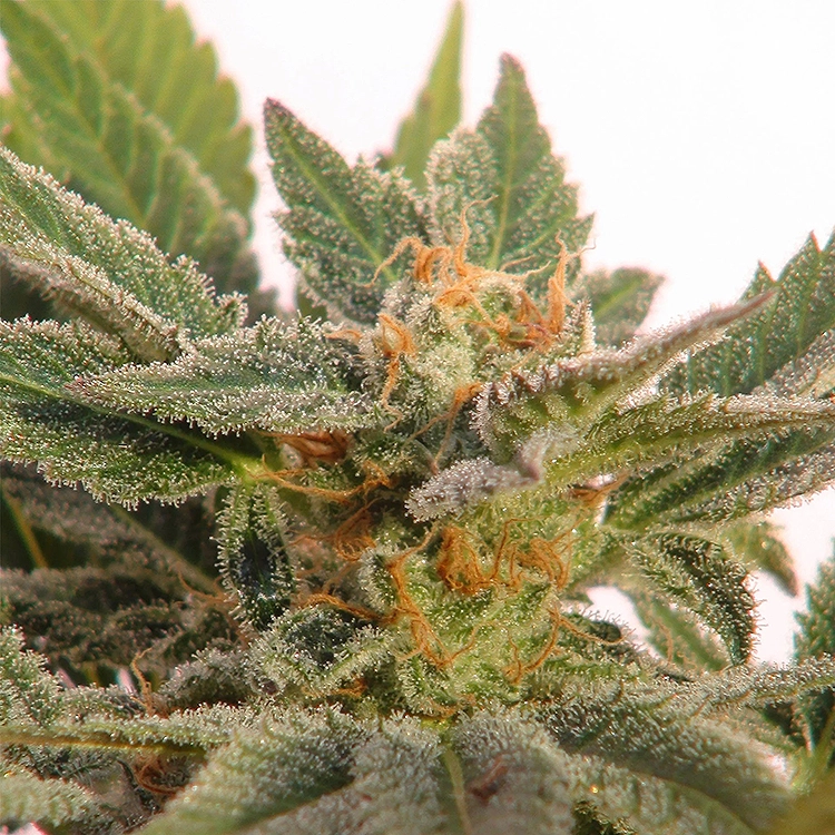 Grapefruit Feminized