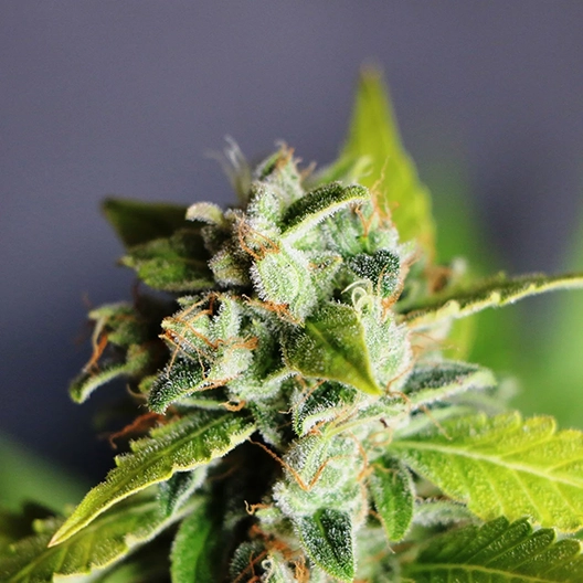 Headband Feminized