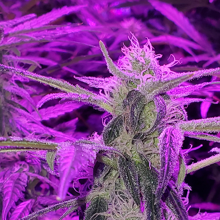 Lavender Feminized
