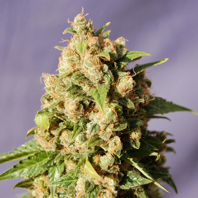 Island Sweet Skunk Feminized