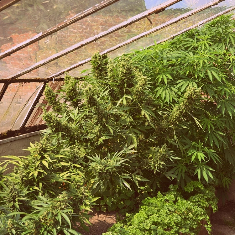 Jillybean Feminized