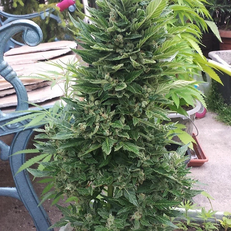 Juicy Fruit Feminized