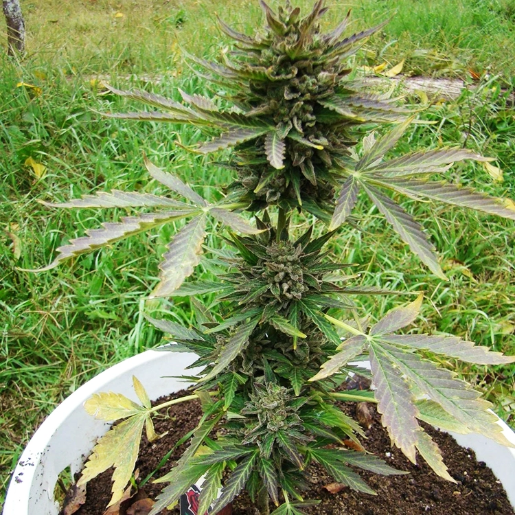 Kali Mist Feminized