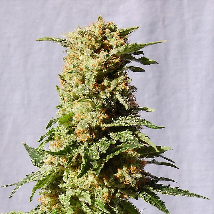 Kosher Kush Feminized