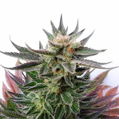 Master Kush Feminized