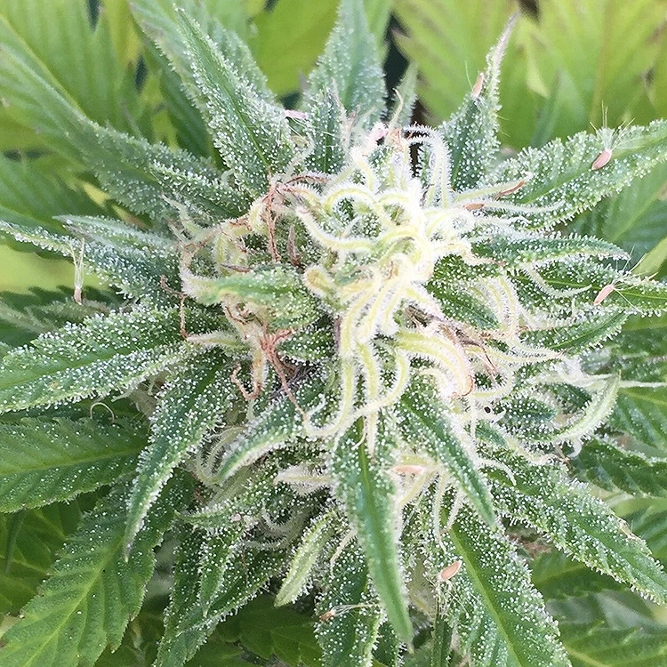 Larry OG Feminized