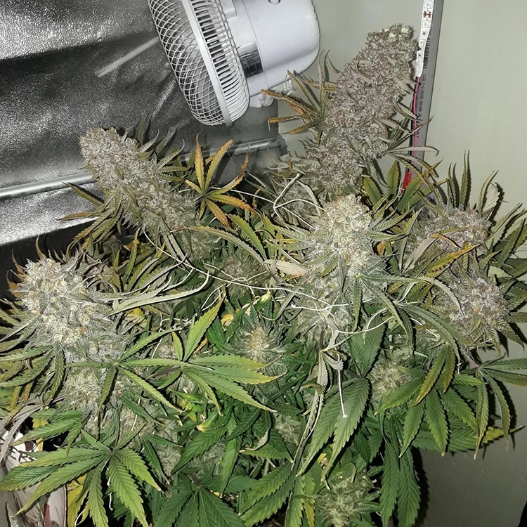 Laughing Buddha Feminized