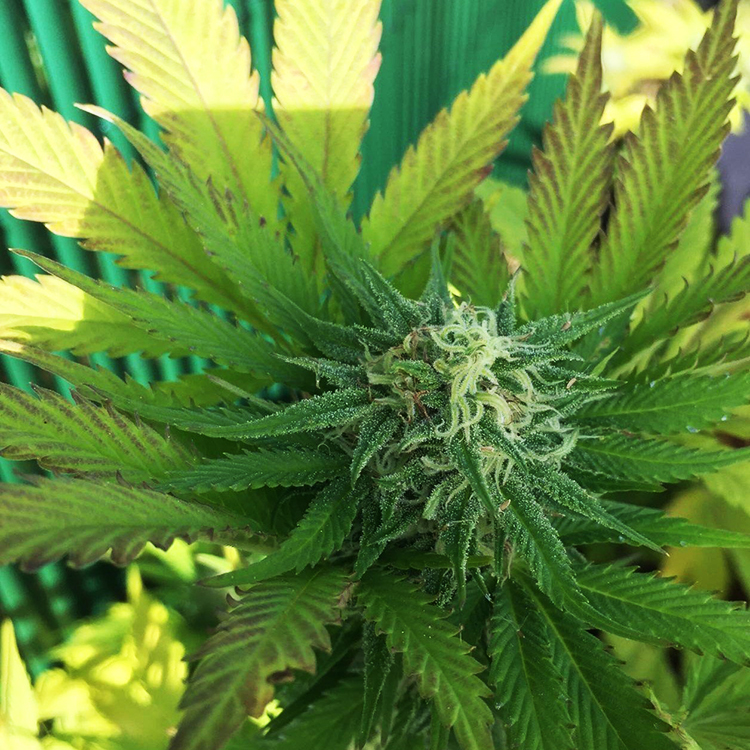 Mango Kush Feminized
