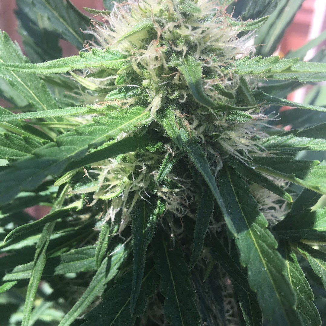 Maui Wowie Feminized