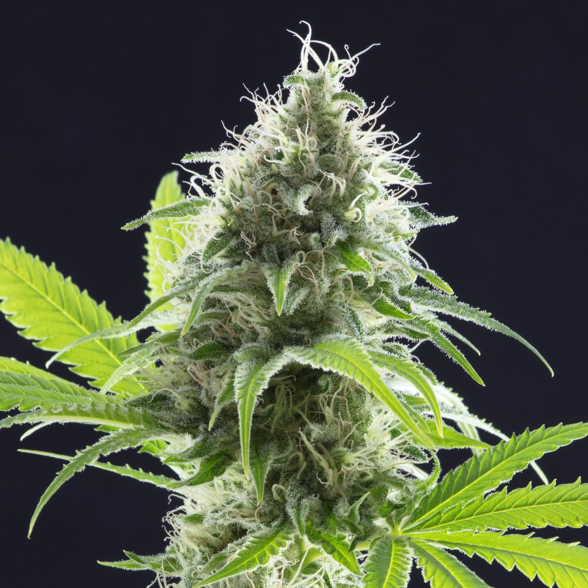 Mendocino Purps Feminized