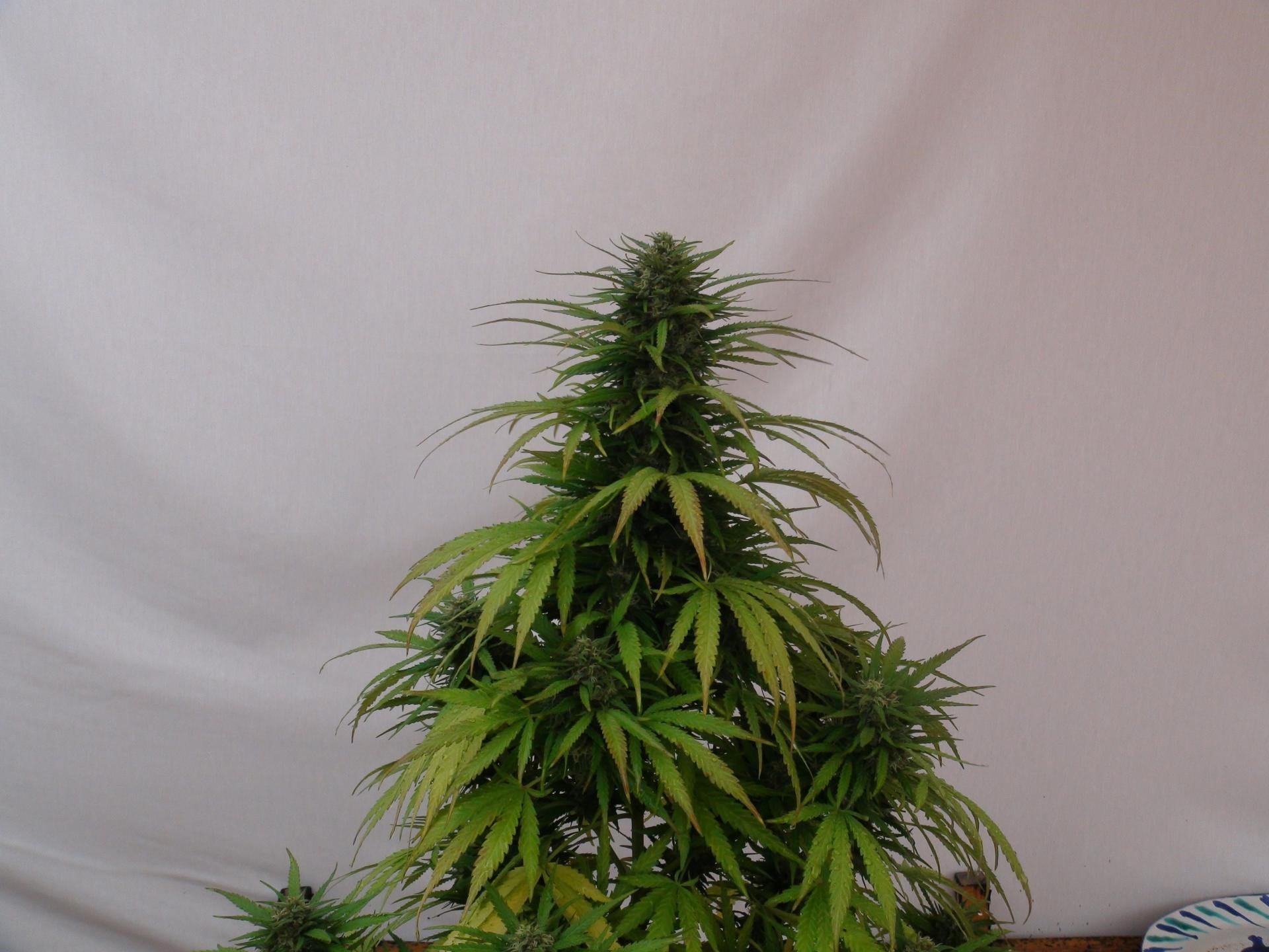 OG Kush Feminized