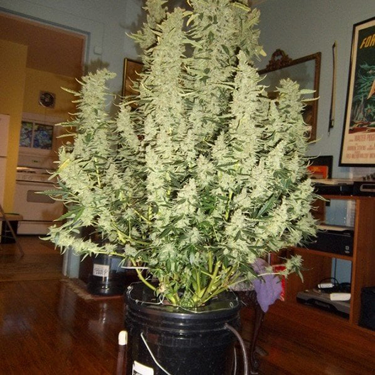 Permafrost Feminized