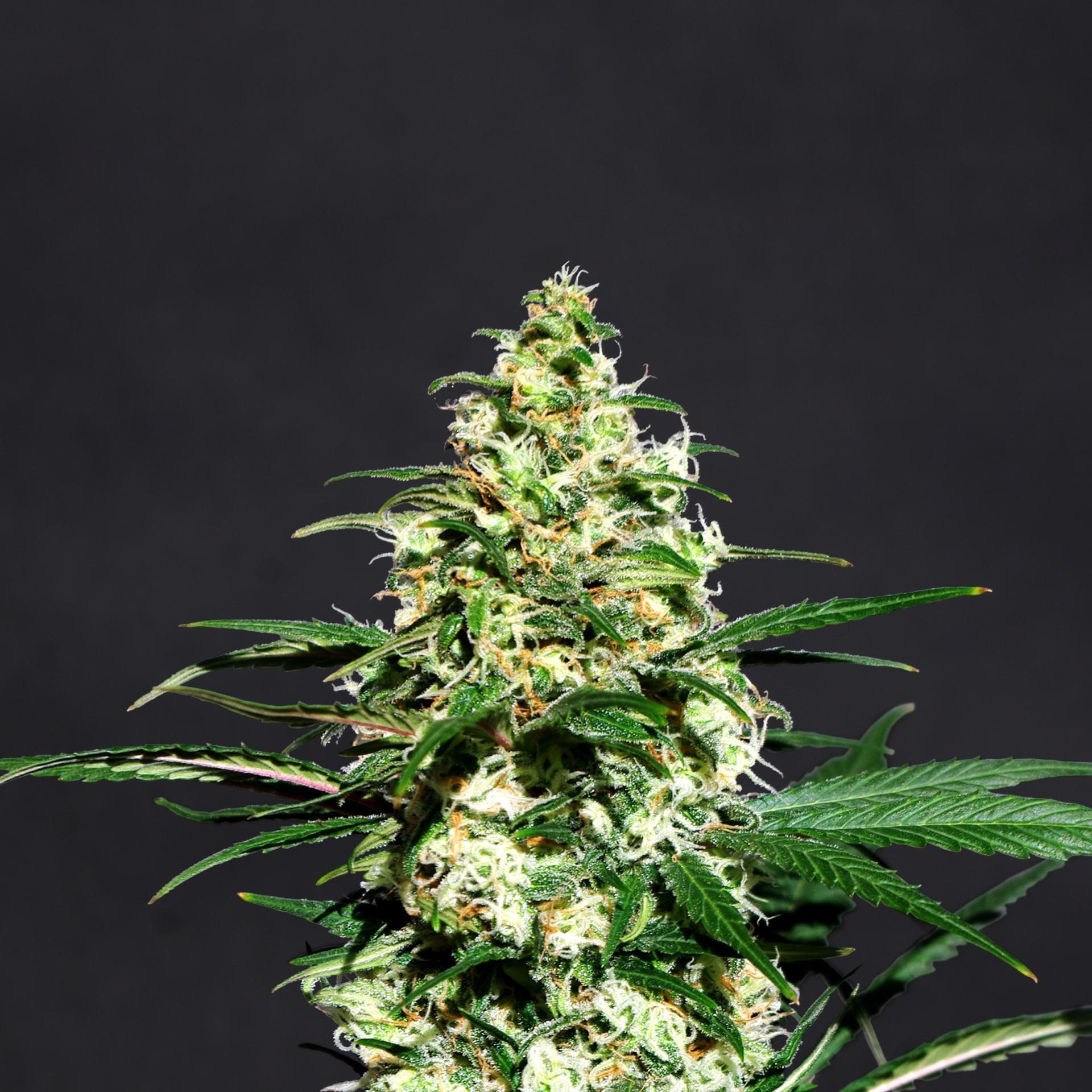 Pineapple Express Feminized