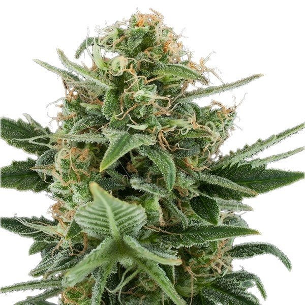 Purple Kush Auto