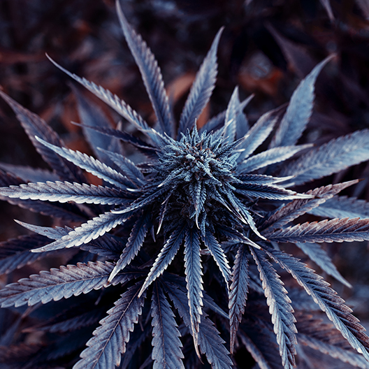 Purple Urkle Feminized