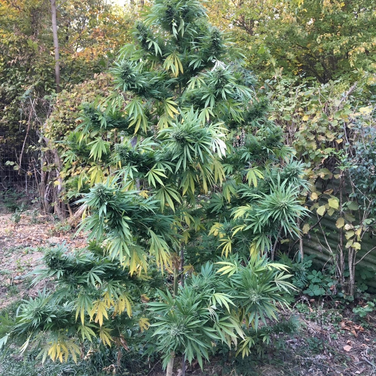 Sage Feminized