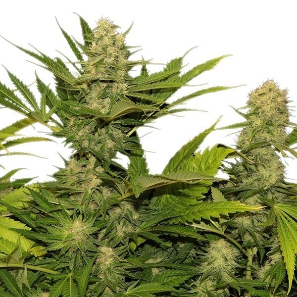 Space Queen Feminized