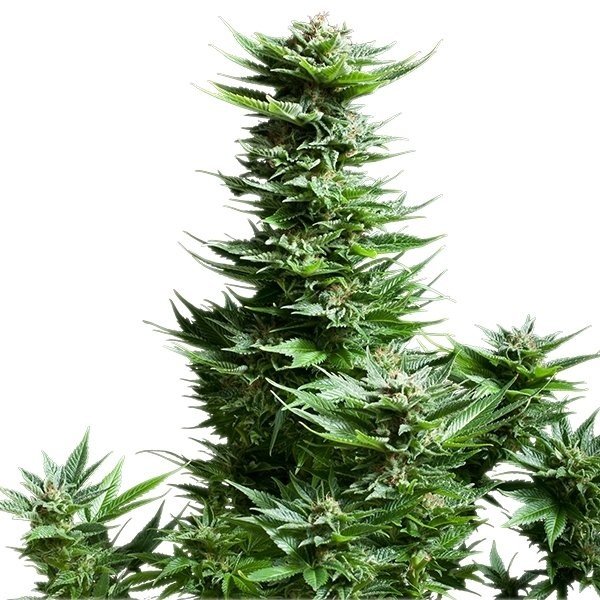 Sunset Sherbet Feminized