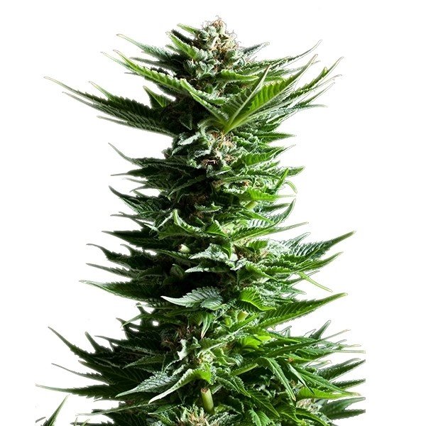 Tahoe OG Feminized