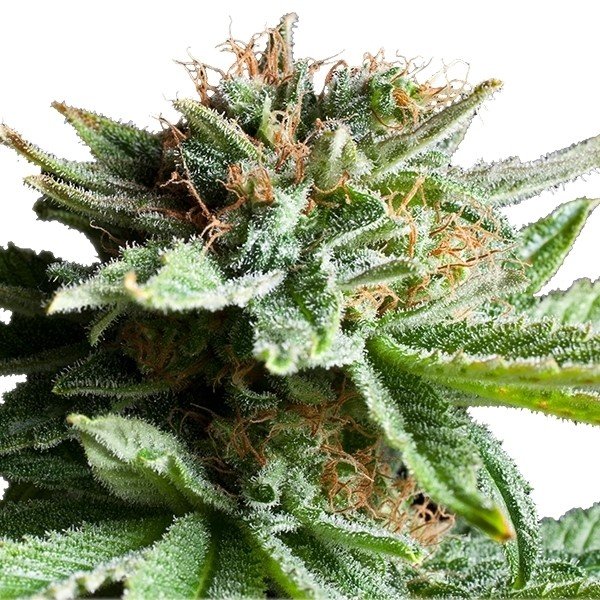 Tangerine Dream Feminized
