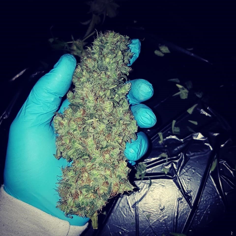 White Fire OG Feminized